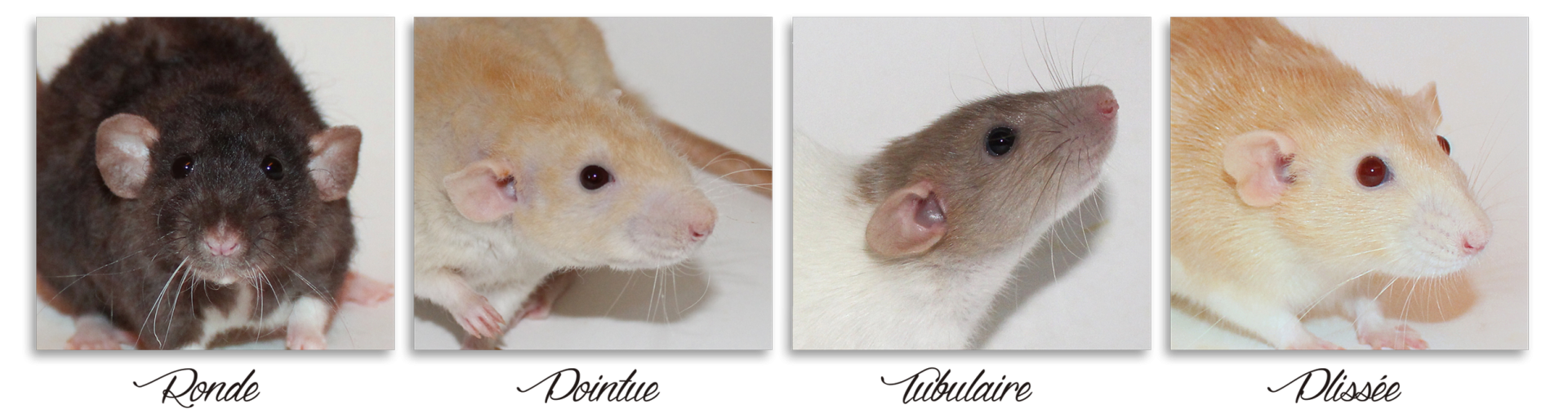 Мышки и крыски различия. Лабораторная крыса. Крыса и мышь отличия. Крыса и мышка разница. Как отличить мышь
